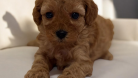 TOYPOODLE DİŞİ YAVRU